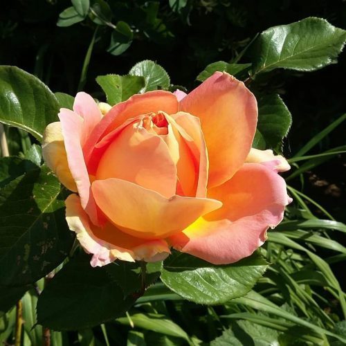 photo of a rose for a blog about looking beneath the surface to find the truth
